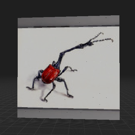 Giraffe Weevil